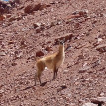 The Guanaco checks the situation